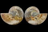 Bargain, Cut & Polished Ammonite Fossil - Madagascar #148036-1